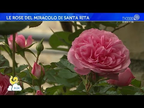 La misteriosa Rosa di Santa Rita: Un simbolo carico di significato