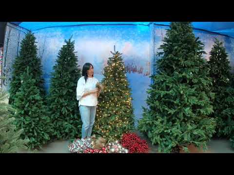 Il regalo perfetto: albero di Natale vero di 2 metri per stupire tutti!